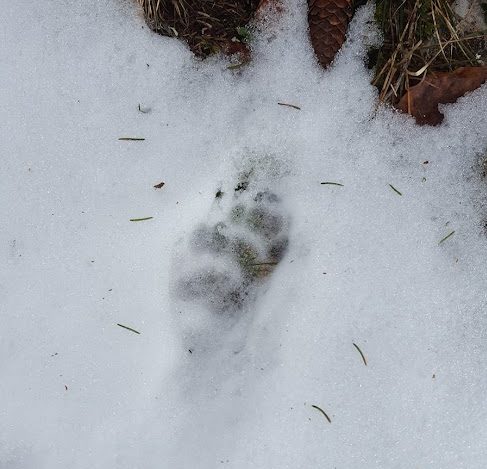 Traces du Blaireau